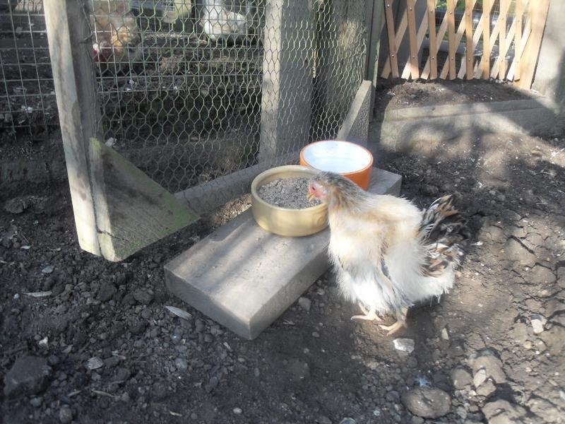 Apricot is the first to find the new feeding station