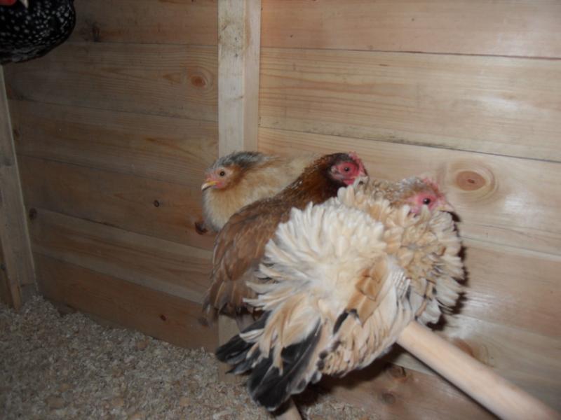 Apricot, Cinnamon and Dandelion on their perch