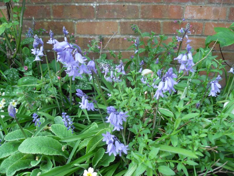 Bluebells