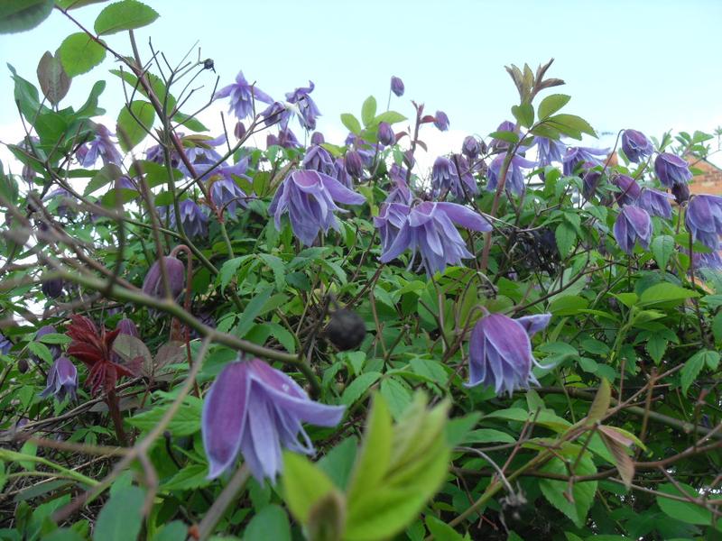 Clematis on the rose arch