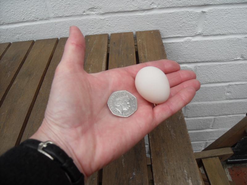 Dandelion's first egg