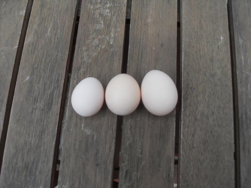 Dandelion's egg on the left, Freckles egg in the middle and Rusty's egg on the right
