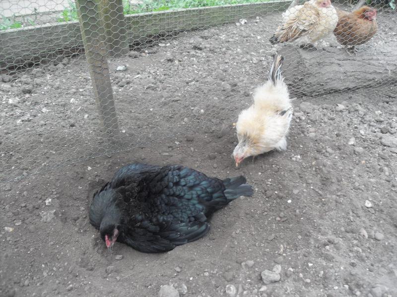 Emerald and Apricot dust bath together