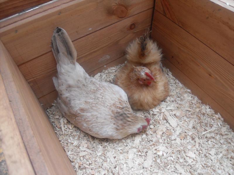 Freckles and Rusty share a nest box