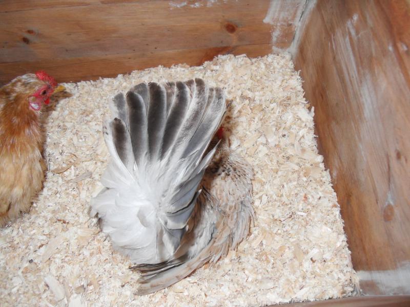 Freckles is back in the nest box with Rusty watching on