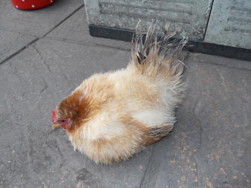 I lift her out of the nest box