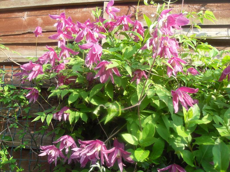 Clematis outside our kitchen window