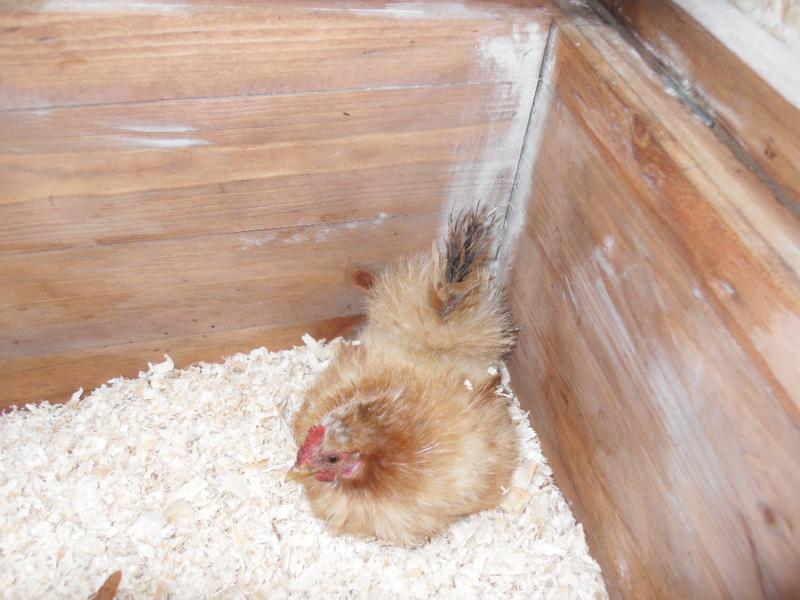 Rusty in the nest box