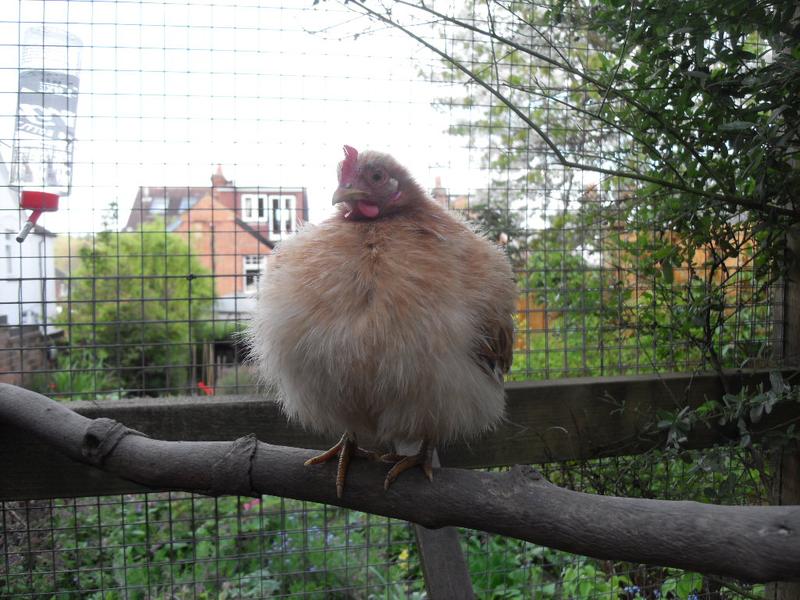 Rusty is a puff ball