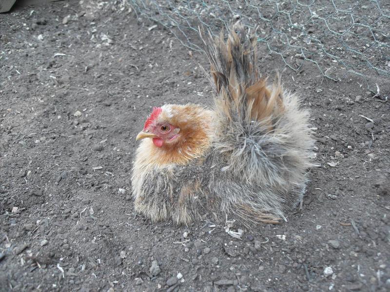 Rusty sits covered in dirt