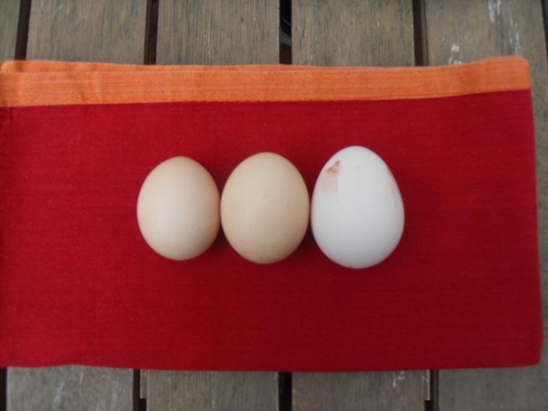 Rusty's egg on the right of Freckles last two eggs