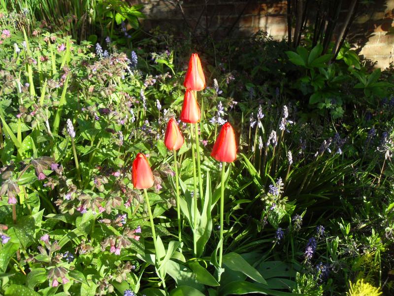 Tulips tightly closed despite it being a bright morning