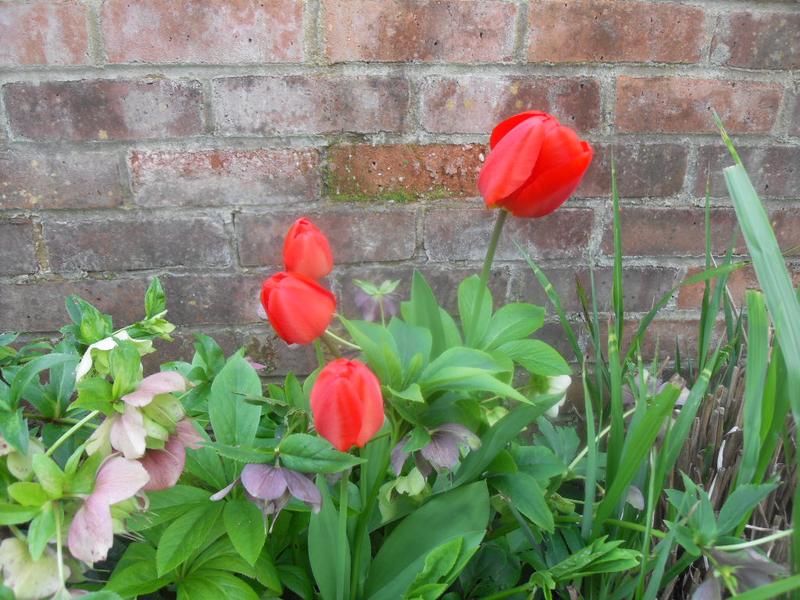 These tulips are bright when closed